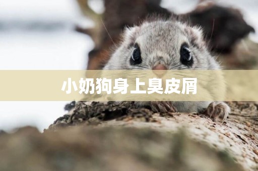 小奶狗身上臭皮屑