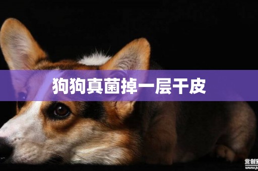 狗狗真菌掉一層干皮