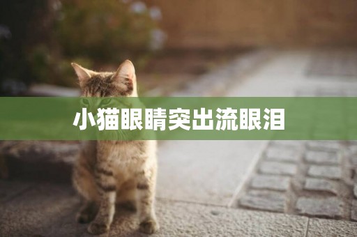 小貓眼睛突出流眼淚