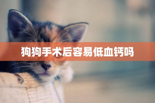 狗狗手術后容易低血鈣嗎