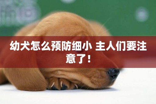 幼犬怎么預防細小 主人們要注意了！