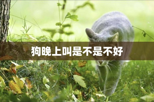 狗晚上叫是不是不好