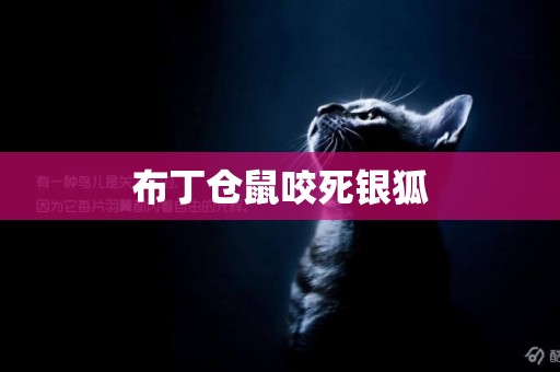 布丁倉鼠咬死銀狐