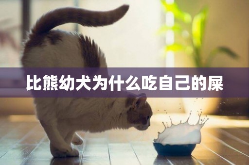 比熊幼犬為什么吃自己的屎