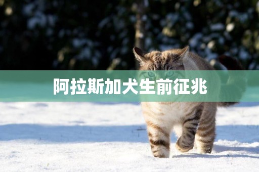 阿拉斯加犬生前征兆