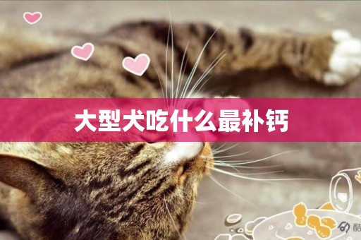 大型犬吃什么最補鈣