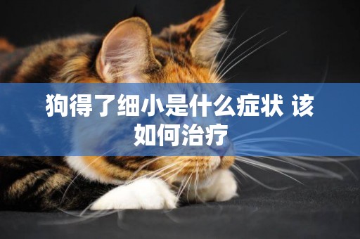 狗得了細小是什么癥狀 該如何治療