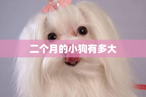 二個月的小狗有多大