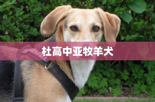 杜高中亞牧羊犬