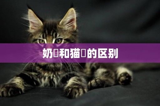 奶廯和貓廯的區別