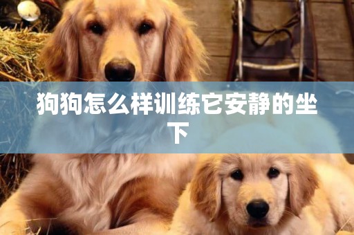 狗狗怎么樣訓練它安靜的坐下