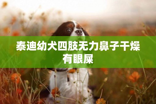 泰迪幼犬四肢無力鼻子干燥有眼屎