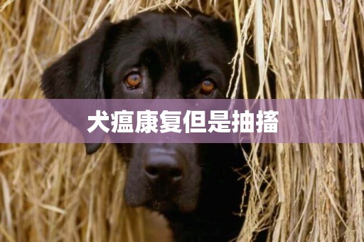犬瘟康復但是抽搐