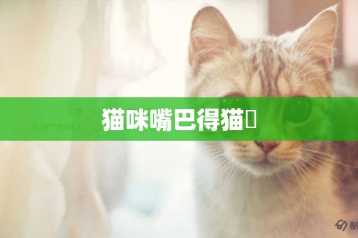 貓咪嘴巴得貓廯