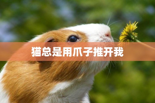 貓總是用爪子推開我