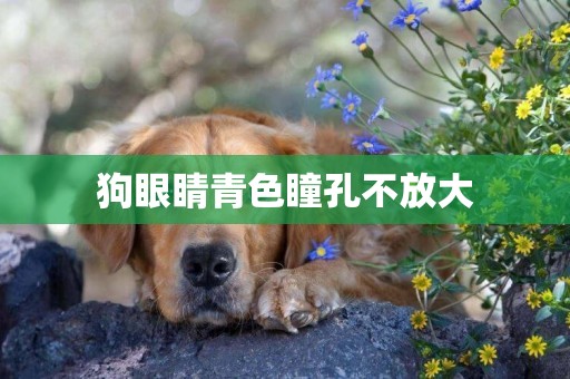 狗眼睛青色瞳孔不放大