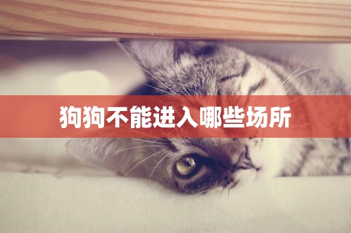 狗狗不能進入哪些場所