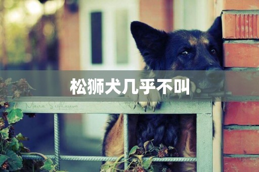松獅犬幾乎不叫