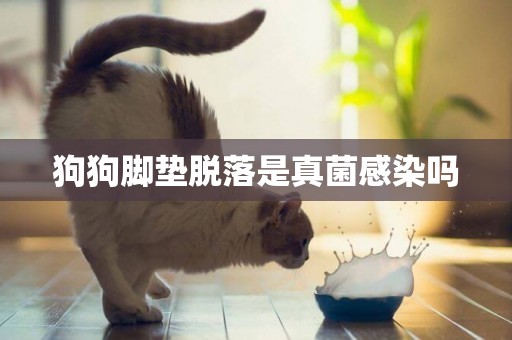 狗狗腳墊脫落是真菌感染嗎