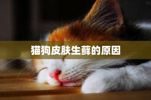 貓狗皮膚生蘚的原因