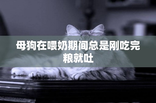 母狗在喂奶期間總是剛吃完糧就吐