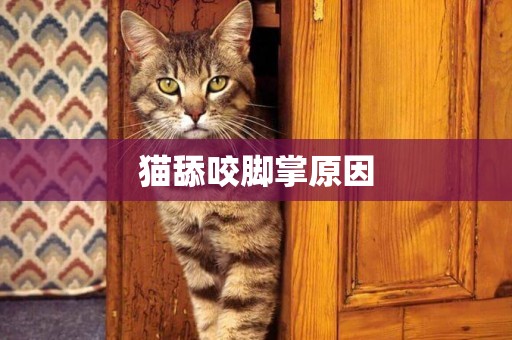 貓舔咬腳掌原因