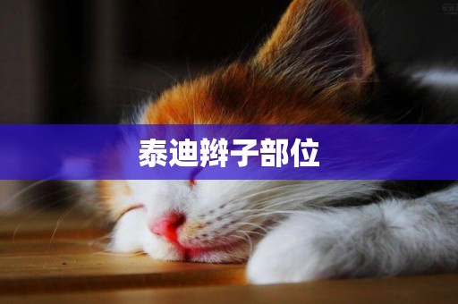泰迪辮子部位