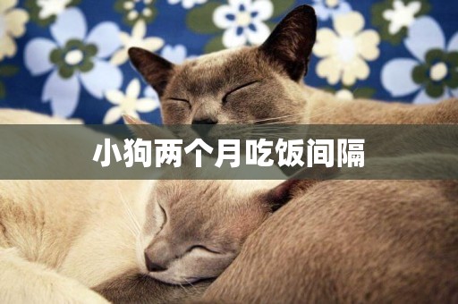 小狗兩個月吃飯間隔