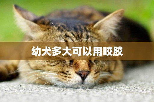 幼犬多大可以用咬膠