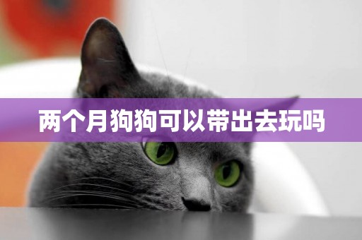兩個月狗狗可以帶出去玩嗎