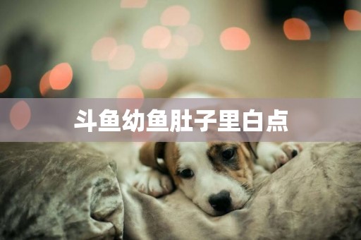 斗魚幼魚肚子里白點