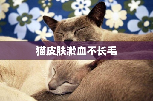 貓皮膚淤血不長毛