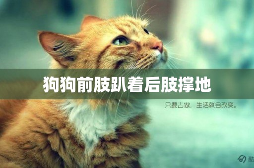 狗狗前肢趴著后肢撐地