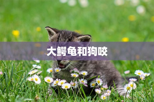 大鱷龜和狗咬
