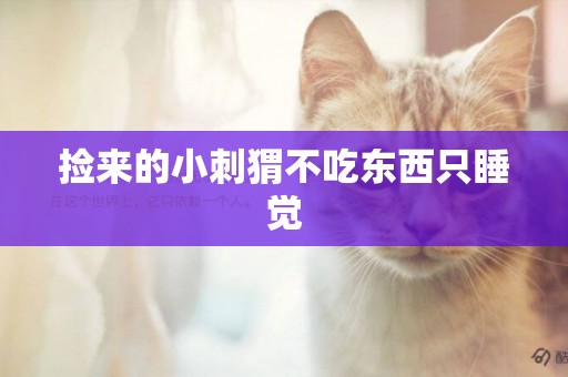 撿來的小刺猬不吃東西只睡覺
