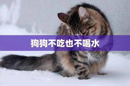 狗狗不吃也不喝水