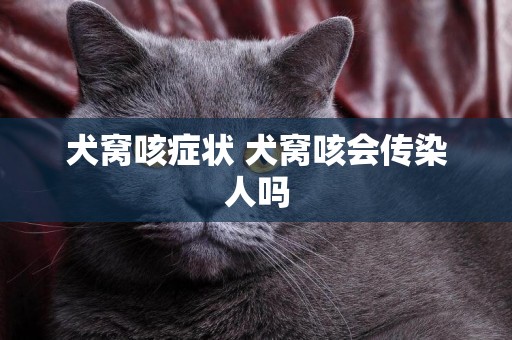 犬窩咳癥狀 犬窩咳會傳染人嗎