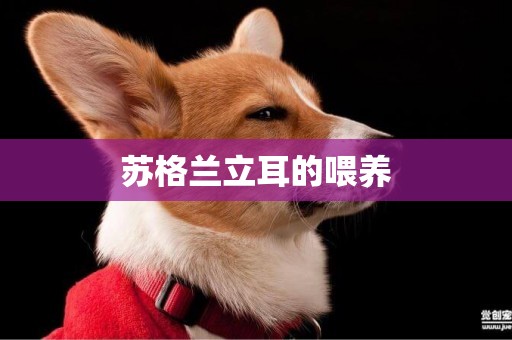蘇格蘭立耳的喂養