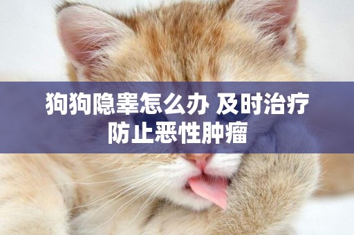狗狗隱睪怎么辦 及時治療防止惡性腫瘤
