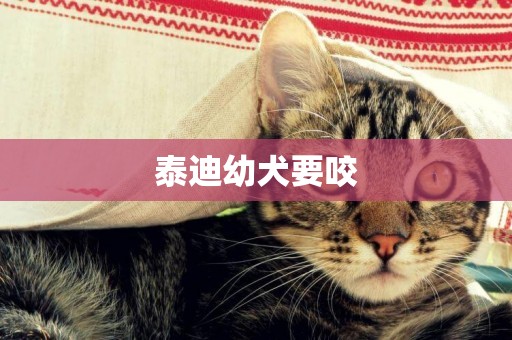 泰迪幼犬要咬
