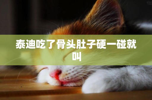 泰迪吃了骨頭肚子硬一碰就叫