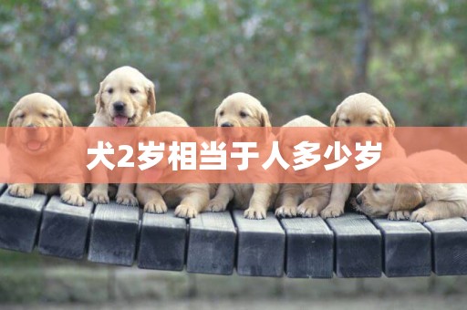 犬2歲相當于人多少歲
