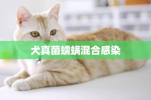 犬真菌蠕螨混合感染