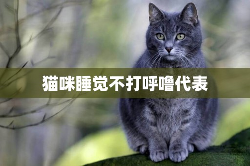 貓咪睡覺不打呼嚕代表