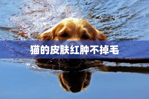 貓的皮膚紅腫不掉毛