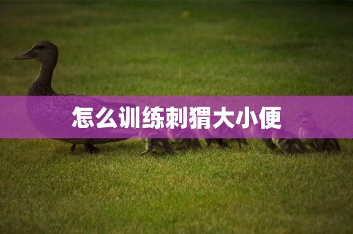 怎么訓練刺猬大小便