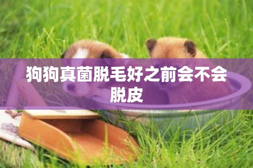 狗狗真菌脫毛好之前會不會脫皮