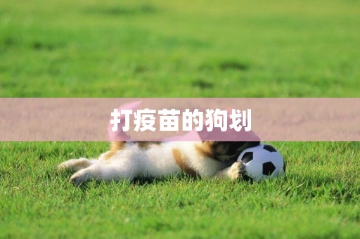 打疫苗的狗劃