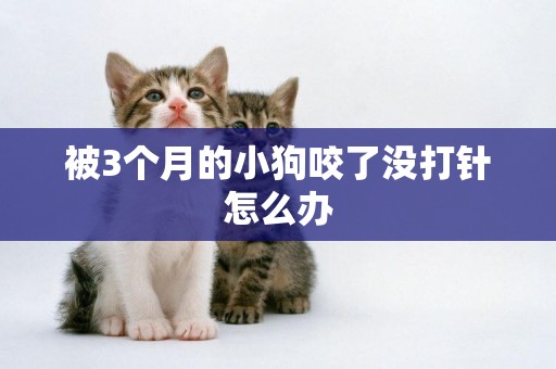 被3個月的小狗咬了沒打針怎么辦