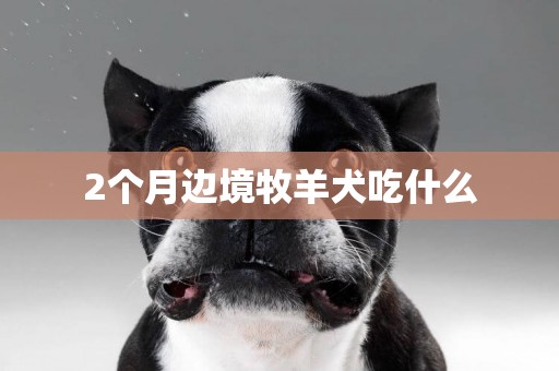 2個月邊境牧羊犬吃什么